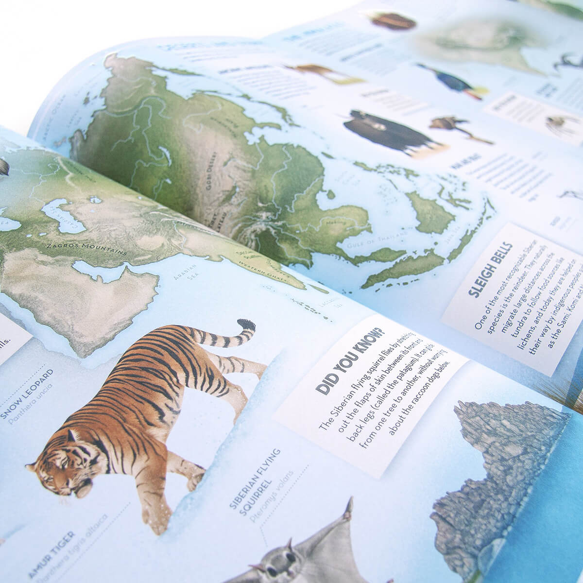 Amazing Animal Atlas by Nick Crumpton & Gaia Bordicchia (Signed Copy)