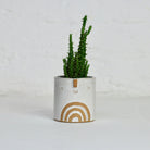 Mini Succulent Pot in White / Rainbow by Atelier Stella