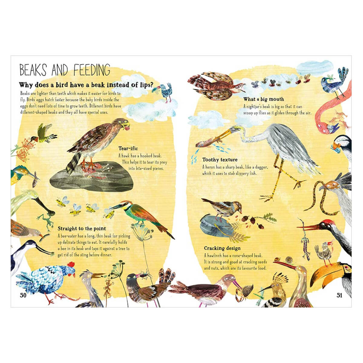 The Big Book of Birds by Yuval Zommer