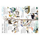 The Big Book of Birds by Yuval Zommer