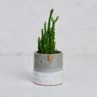 Mini Succulent Pot in Blue-Grey / White Stamped by Atelier Stella